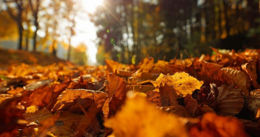 Какой сегодня, 10 ноября, праздник отмечают в России и мире