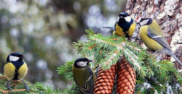 Варварин день, который отмечается 17 декабря 2022 года, имеет большое количество народных традиций