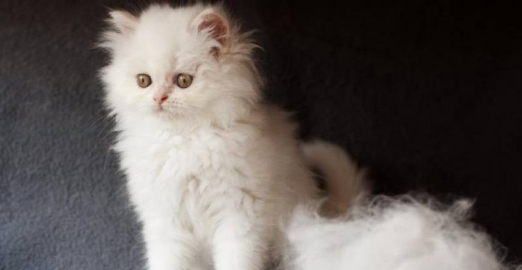 Убрать кошачью шерсть с одежды при стирке можно легко в домашних условиях