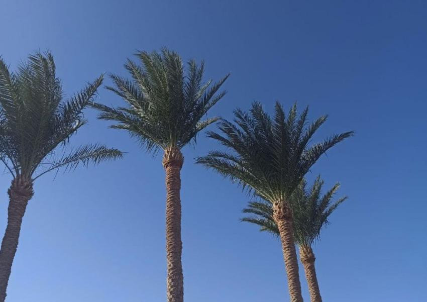 На Красном море начато строительство нового футуристического отеля Sheybarah Resort