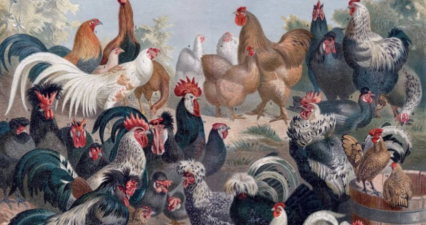 Содержание птицы на участке: куры, перепела, индюки, гуси, утки или цесарки – кого выбрать