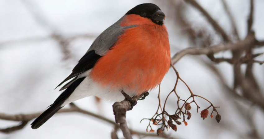 Народные приметы 28 января 2023 года немного расскажут о будущем