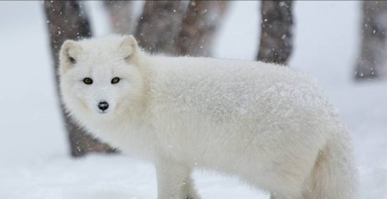 Ефимов день отмечают в народе 2 февраля 2023 года