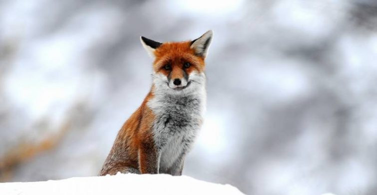 Ксенофонта, супругу его Марию и сыновей их Аркадия и Иоанна почитают православные 8 февраля 2023 года