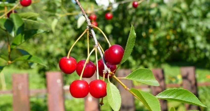 Сладкие, как мед, ягоды вишни: какую подкормку внести
