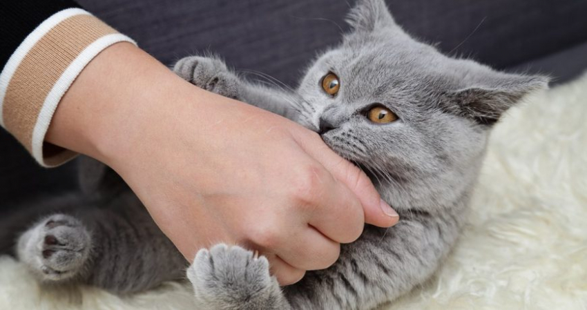 Как не заморить кошку голодом: сколько животное может оставаться без еды без вреда здоровью