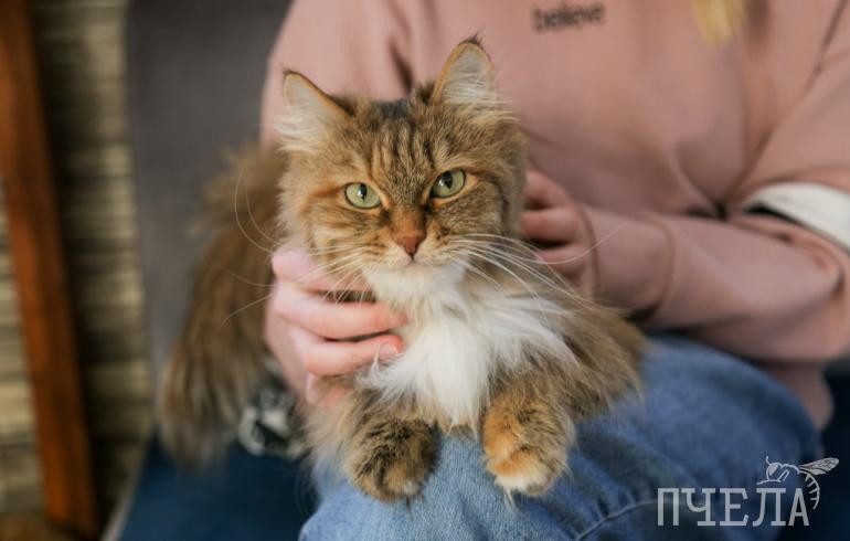В Минздраве рассказали, чем полезны для здоровья коты и почему вреден телевизор