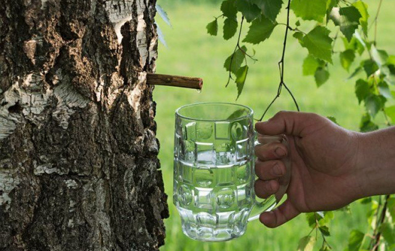 Южноуральцам рассказали, когда можно собирать берёзовый сок
