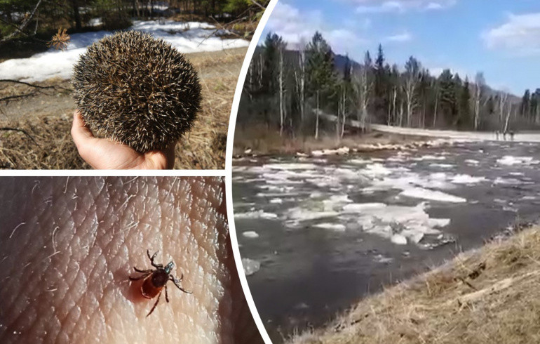 В нацпарке «Зигальга» проснулись клещи, ежи и река