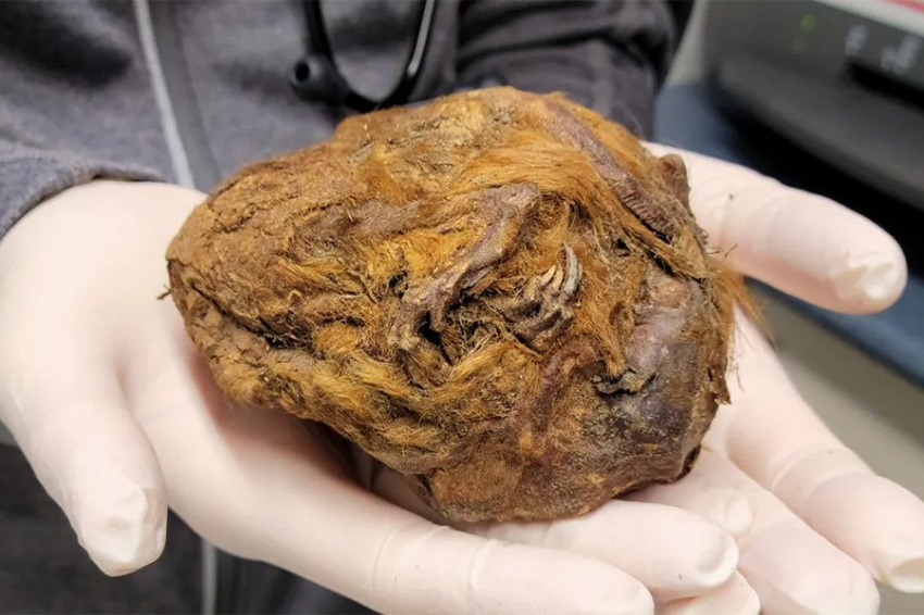 Замороженный меховой шар оказался 30 000-летней белкой ледникового периода