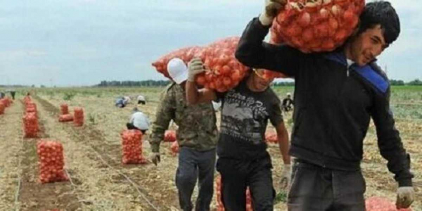 До 1 миллиона гектаров русской земли в аренду Узбекистану не спросив у россиян — Минсельхоз разъяснил такое решение
