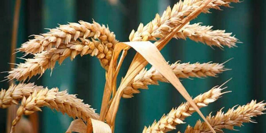Правительство Украины думает, что продовольствия им хватит на три, пять лет