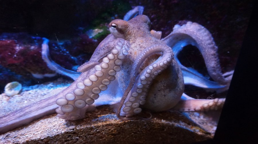 Plos One: биологи отыскали аналог отпечатка пальца на шкуре осьминогов