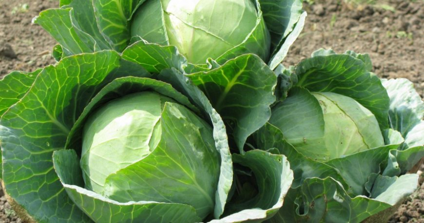 Польза и вред капусты: какая норма потребления этого продукта в день