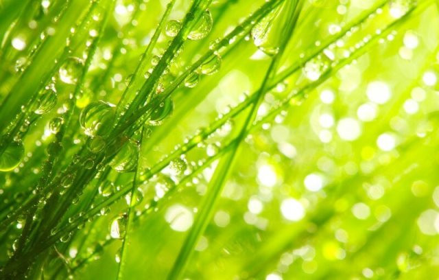 Как продлить молодость и улучшить состояние здоровья благодаря целебным свойствам утренней росы