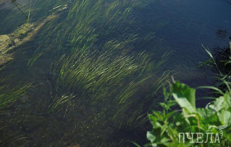 Из-за жары на Южном Урале раньше обычного могут зацвести водоросли