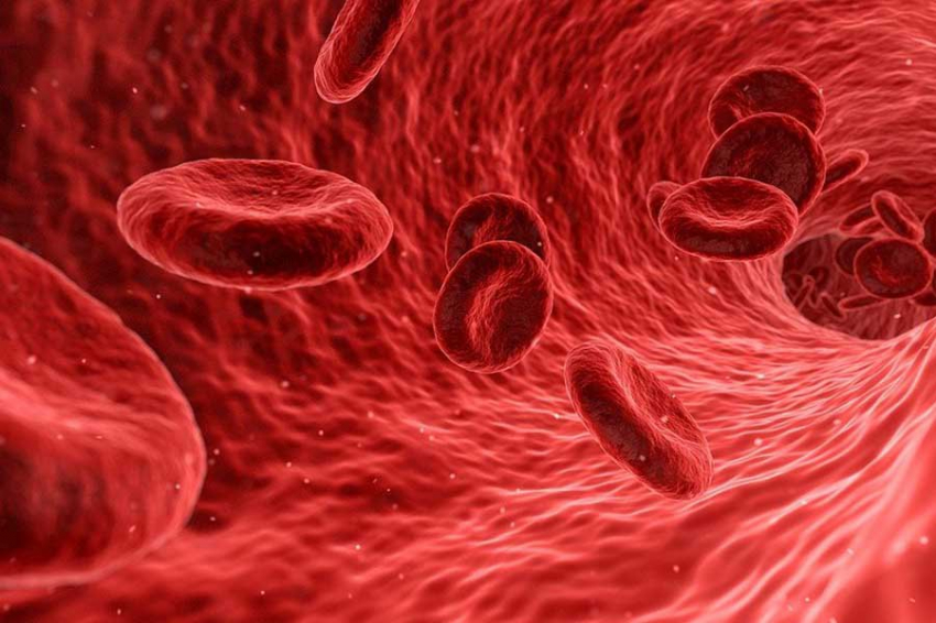 Cell Host & Microbe: кишечные бактерии спасают от закупорки артерий