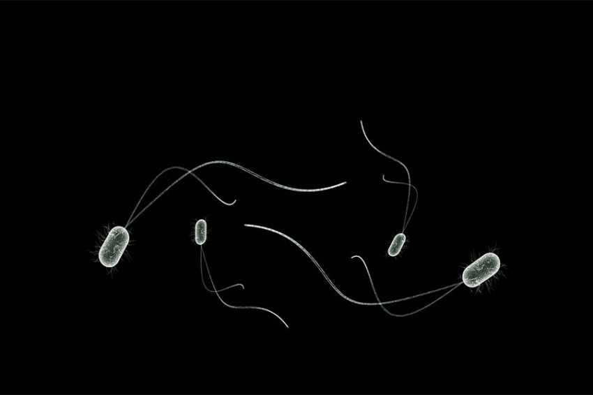 Science: «обученные» бактерии однажды смогут охотиться за раком внутри нашего тела