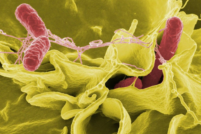 Nature: ученые развеяли мифы и заблуждения о микробиоме человека