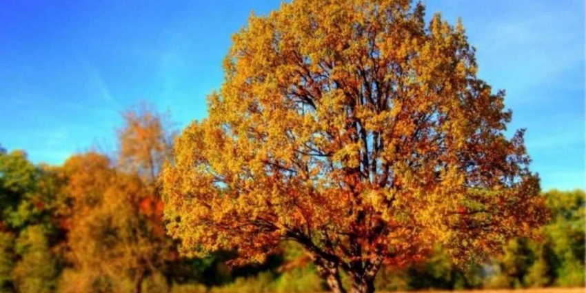 Погода в России в октябре 2023 года: тепло и солнечно