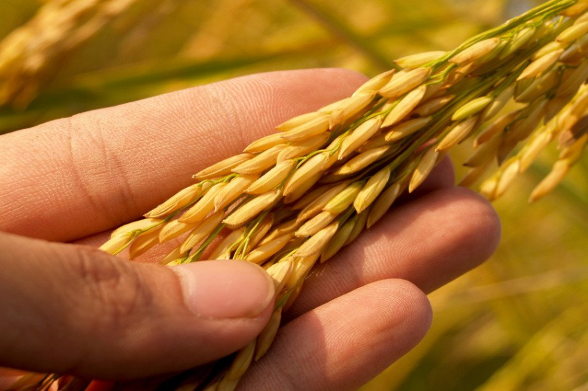 Nutrients: масло овса в завтраке снижает риски ожирения, диабета и болезней сосудов