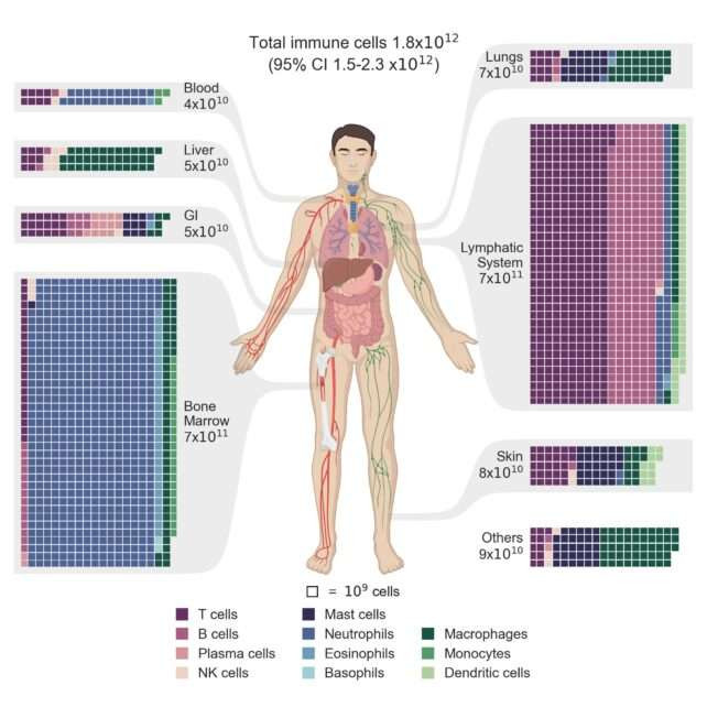 Сколько весит наша иммунная система и где она находится в организме человека?