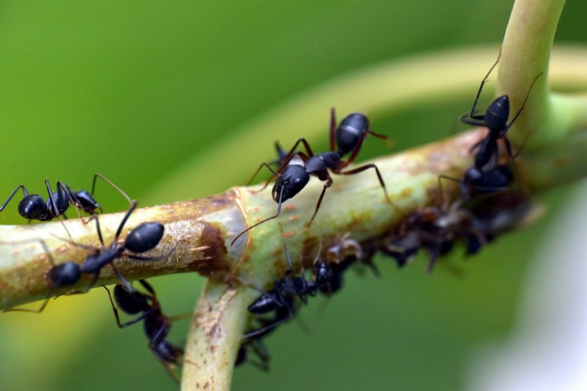 Ecological Entomology:учёные обнаружили муравьёв, запутавшихся в волокнах пластика