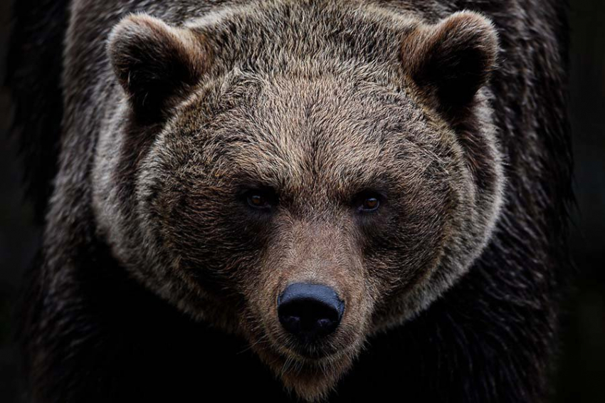 Геномы древних бурых медведей проливают свет на потери и выживание ледникового периода