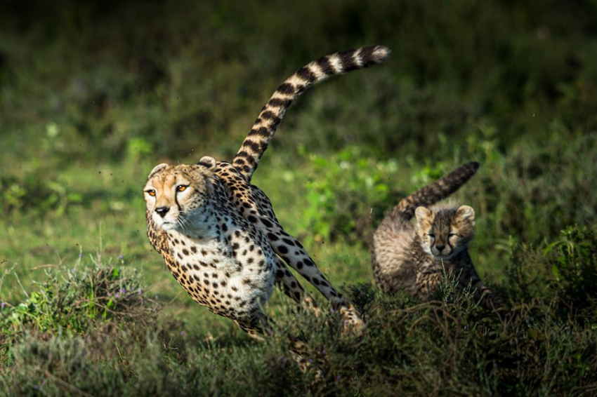 Nature: непревзойденная скорость гепардов объясняется сочетанием двух факторов