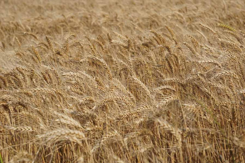 Почему Европа выгоняет российское зерно