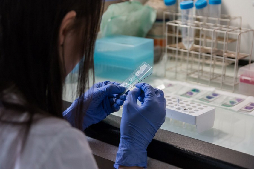 Ученые из США разработали антитело от смертельного в 90% случаев вируса Нипах