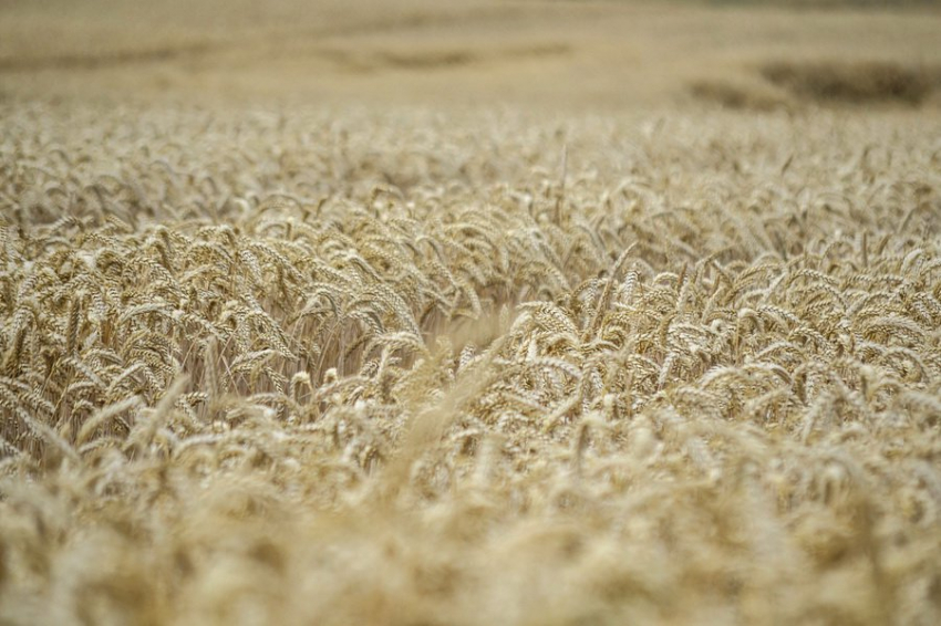 Российские селекционеры вывели сорт озимой пшеницы, дающий рекордный урожай