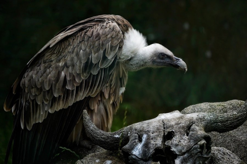 Стервятники, как и люди, с возрастом сужают круг общения