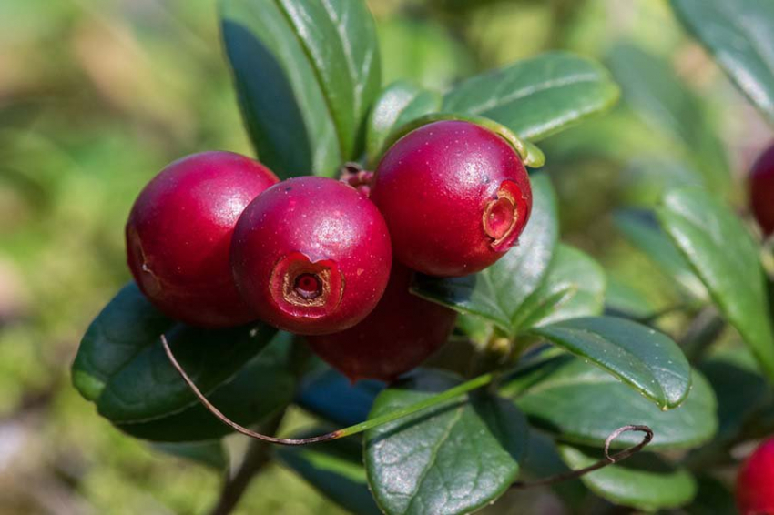 Nutrients: брусничный сок поддерживает здоровье кишечника при ВЗК