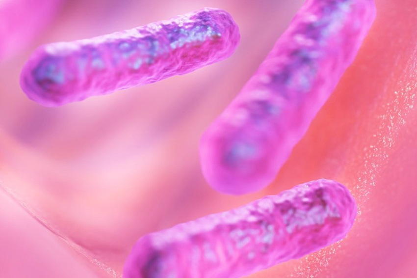 MBio: учёные обнаружили прокариотические хищные бактерии