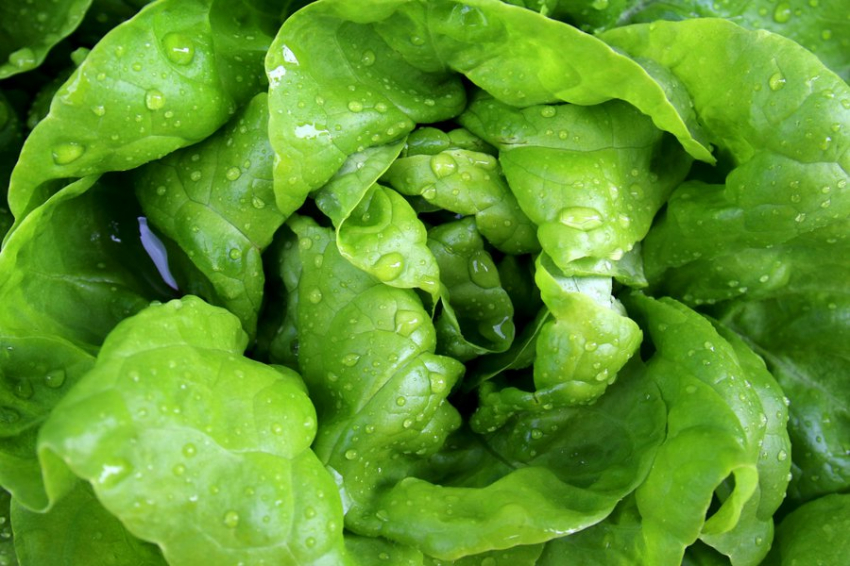 Перечислены основные продукты, способные предотвратить рак