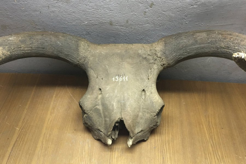 Древняя ДНК воскрешает историю легендарных зубров