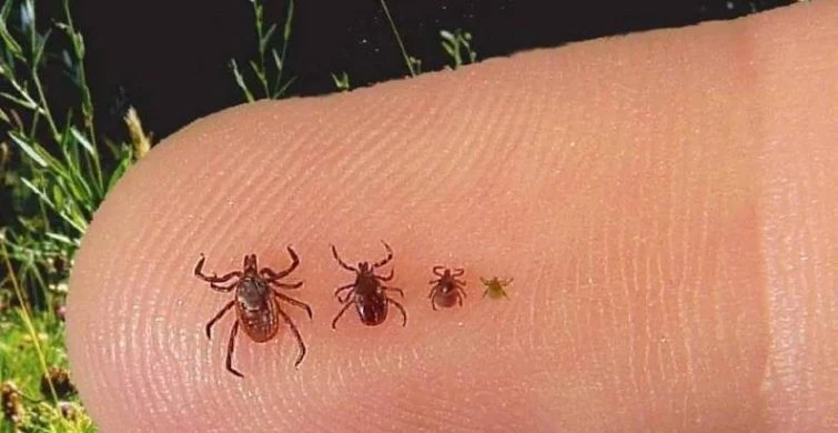 Вирус опасной болезни Лайма переносят инфицированные клещи