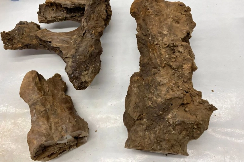 Коллаген в окаменелостях открывает новые возможности для понимания динозавров