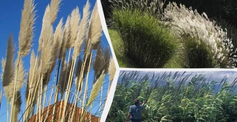 ТОП-6 «опасных» трав: названы растения, которые не стоит сажать в своем дворике