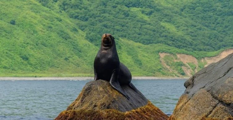 Экскурсия к лежбищу сивучей: встречи с морскими гигантами