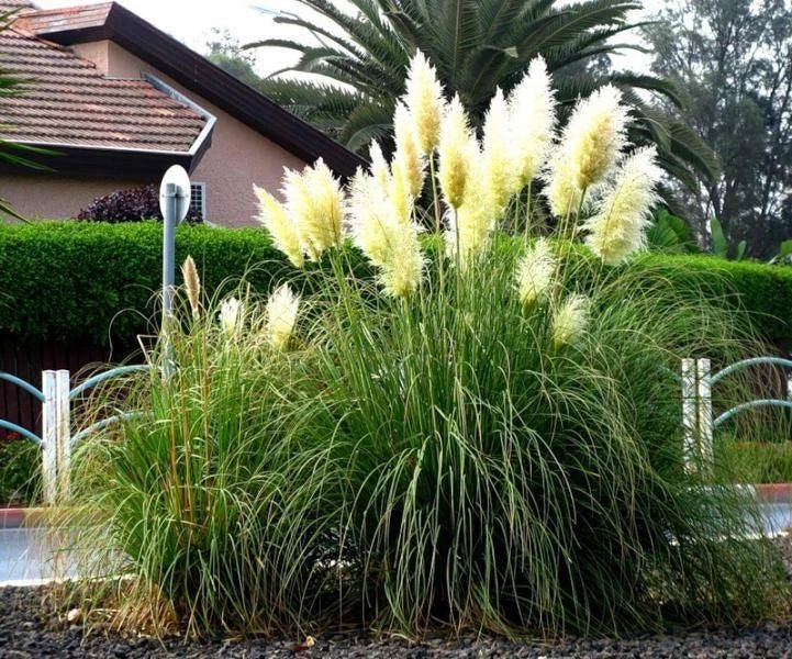 6 растений, которые лучше не сажать во дворе: эксперты предупреждают об «опасных» травах