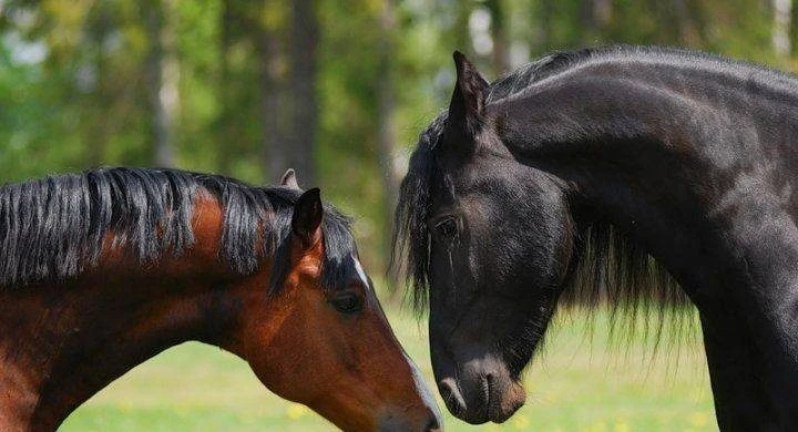 Флор и Лавр, Лошадиный праздник 31 августа 2025 года имеет свои приметы и поверья