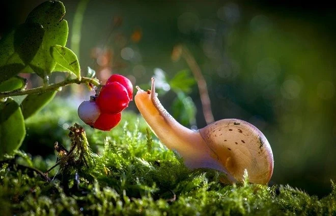 Почему день святого мученика Луппа, память которого церковь чтит 5 сентября, в народе Брусничником обозвали