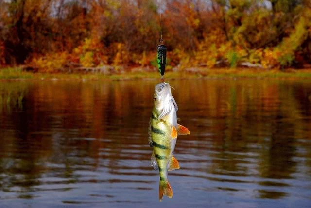 Когда в октябре будет хороший клев: лунный календарь рыбака