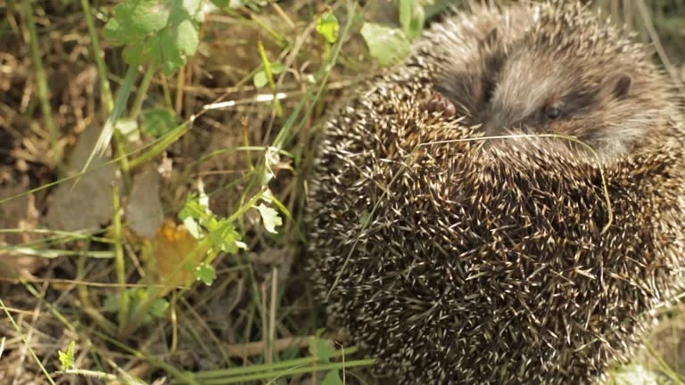 Кого ждет ценный подарок, а кого избавление от отжившего: славянский гороскоп на ноябрь 2025